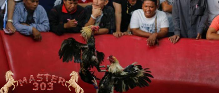 Mengenal Arena Sabung Ayam Online di Negara Thailand 5