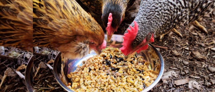 Info Penting Tentang Pakan Ayam Aduan Bangkok Unggul