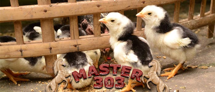 Panduan Cara Merawat Anak Ayam Aduan Usia 0-3 Bulan