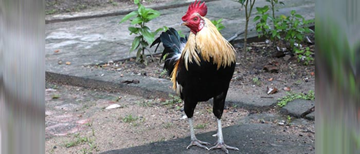 Tips Memelihara Bulu Sabung Ayam Bangkok Agar Mengkilap