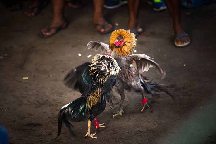Daftar Ayam Aduan Asli Indonesia yang Tak Kalah Hebat