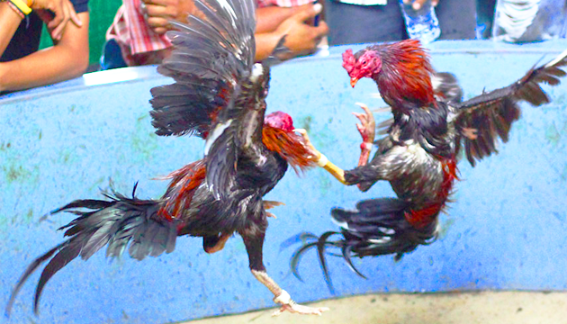 Cara Melatih Ayam Bangkok Agar Pukulannya Kuat dan Cepat