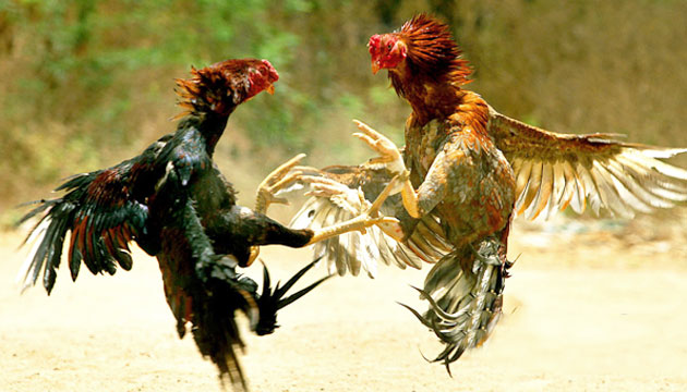 Perbedaan Gaya Bertarung Ayam Jalu Dan Ayam Pukul