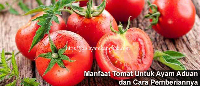 Terkuak Manfaat Tomat Bagi Ayam Aduan yang Jarang Diketahui