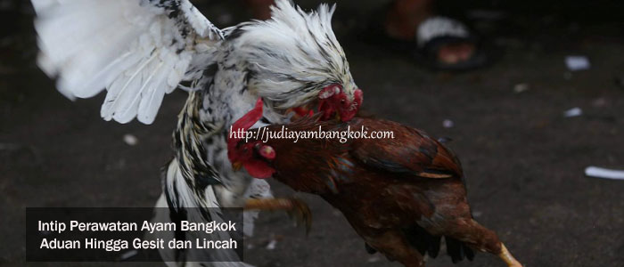 Perawatan Ayam Bangkok Aduan Hingga Gesit dan Lincah