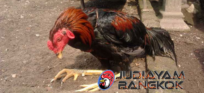 Ciri Ayam Bangkok Terserang Penyakit