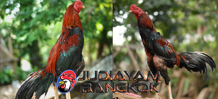 Ciri Ayam Bangkok Asli