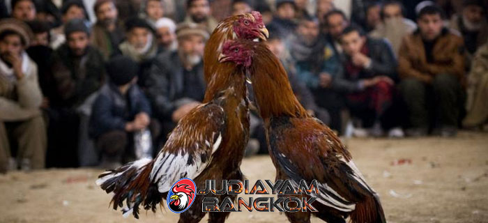 Pelatihan Leher Ayam Bangkok