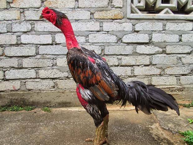 Kelebihan Dan Kekurangan Dari Ayam Bangkok Saigon