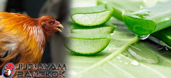 Lidah Buaya Bagi Ayam Bangkok