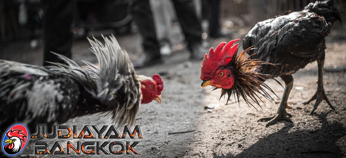 Perawatan Ayam Bangkok Sebelum Diadu