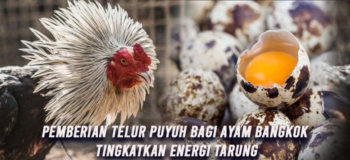 Pemberian Telur Puyuh Bagi Ayam