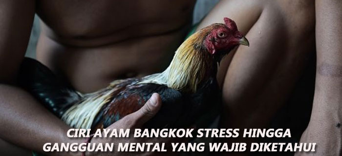 Ciri Ayam Bangkok Stress