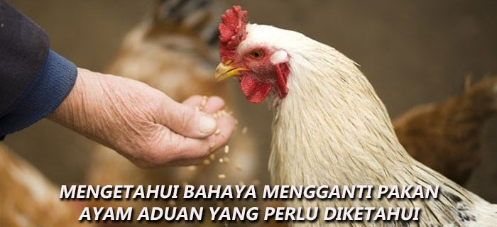Bahaya Mengganti Pakan Ayam