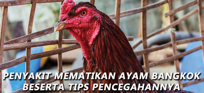 Penyakit Mematikan Ayam Bangkok