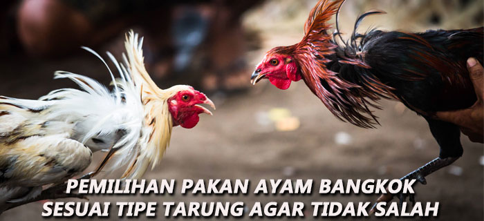 Pemilihan Pakan Ayam Bangkok