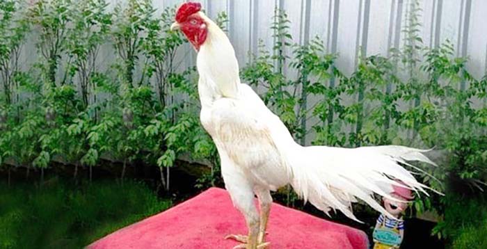 Mengenal Ayam Bangkok Putih (Kinantan) dan Mitos di sekitarnya